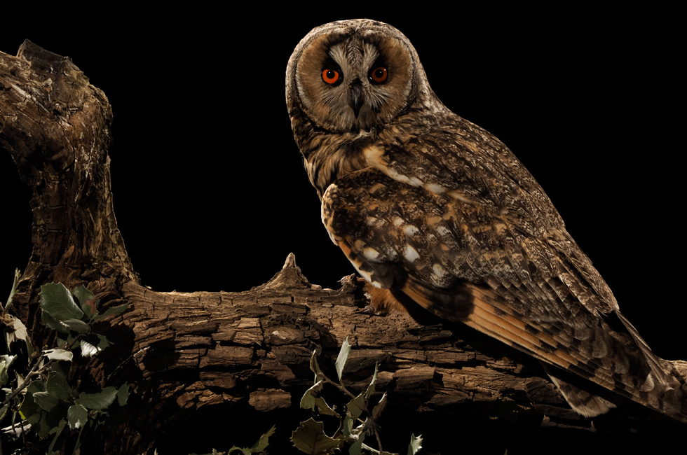 Imagen 2 de la galería de Búho Chico - Long-eared Owl